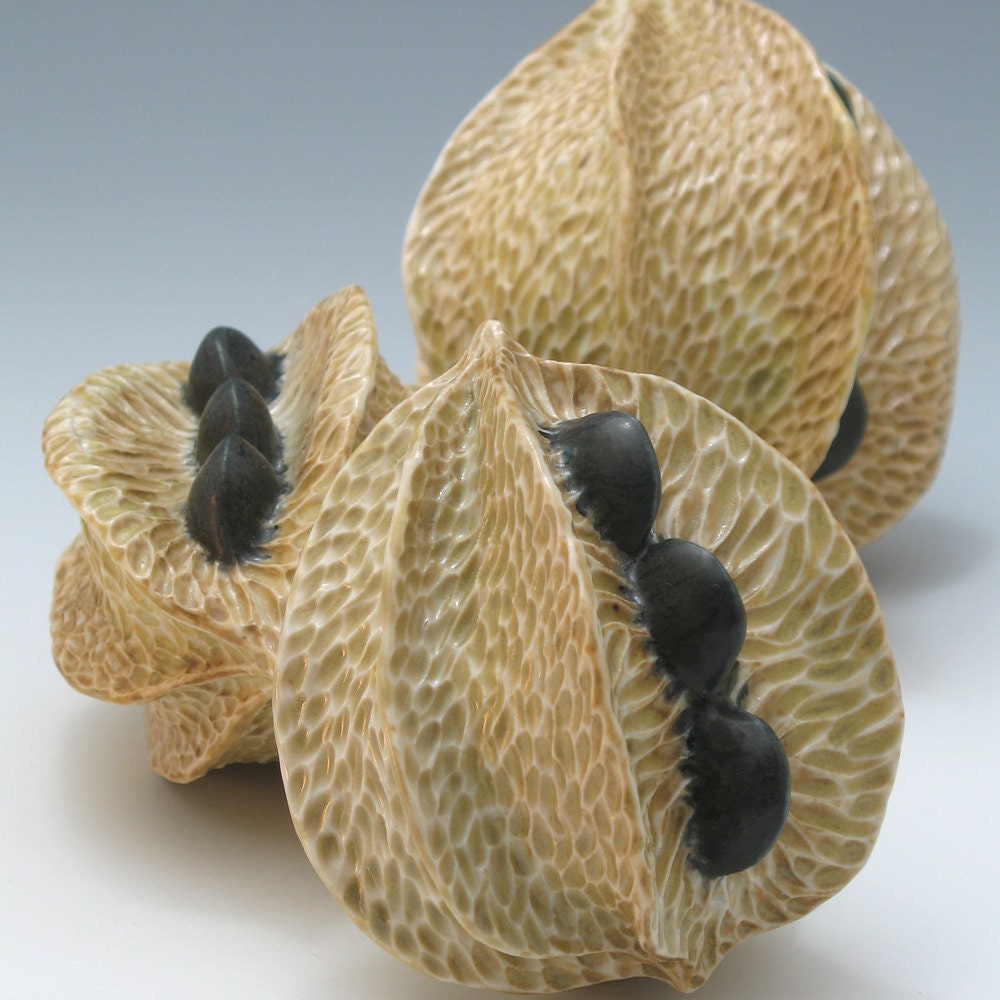 Porcelain pod in golden tan with black seeds