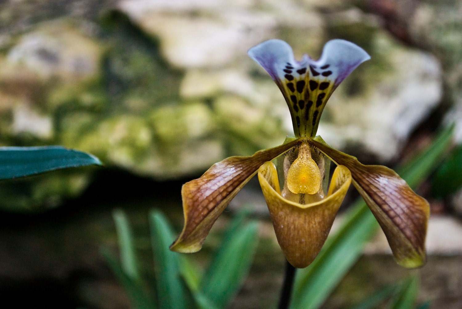 Deciever - Fine Art Flower Photography