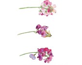 Wild Pink Peas, Eco Friendly Botanical Print, 8x10