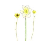 Yellow Clover, Daffodil, Black-eyed Susan, Eco Friendly Print 8x10
