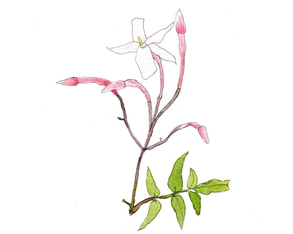 Pink Climbing Jasmine, Eco-Friendly Print, 4 x 4"