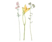 Tiger Lily and Pink Wildflowers, Eco Friendly Print, 8x10