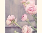 Flower Photo 5x7  Fine Art Print - Botanical Foral Pink Ranunculus Vintage Style Photography