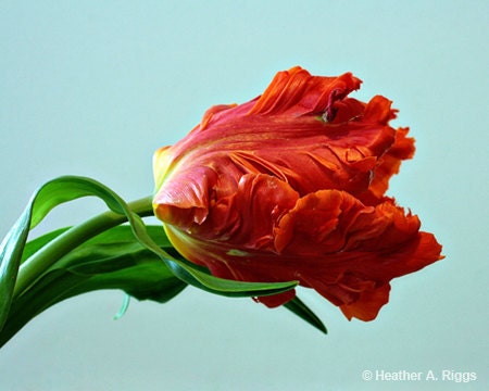 Red American Tulip flower blue