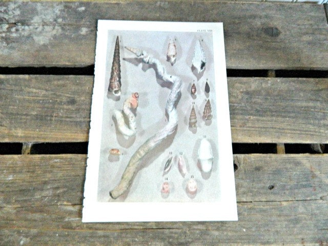 Seashell Book Print Ocean Home Decor