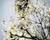 A Sort of Daydream- 8x8 Original Fine Art Photograph- Spring - Summer - Blossoms - Flowers - Trees - Blooming - Nature - Sky - Blue - White