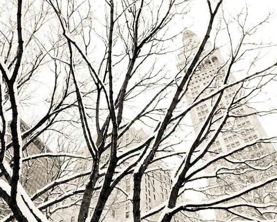 Through the Trees - 8x10 Original Fine Art Photograph