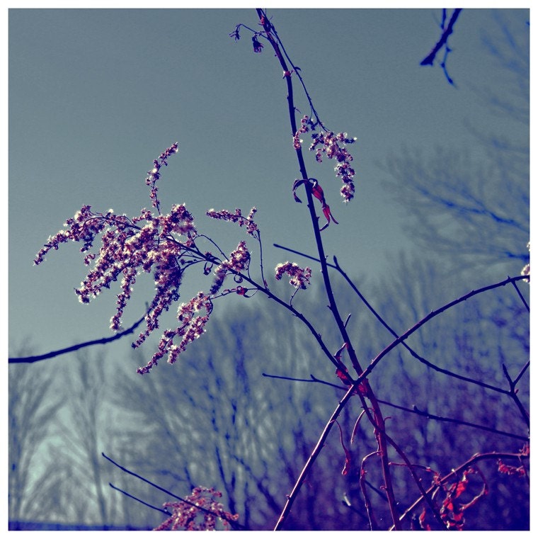 Fine Art Photograph - Reaching Out - 5x5 - autumn flowers in Catskill Mountains