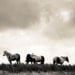 Wild as the Wind - 8x10 Original Fine Art Photograph - Horses - Ireland - Black and White - Countryside