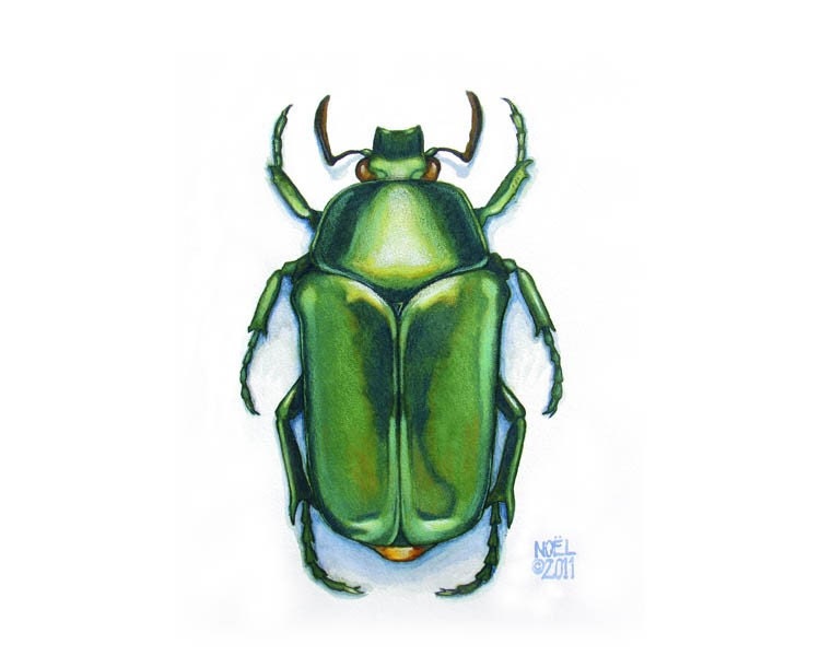 Jewel Green Scarab Beetle, ORIGINAL