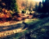 Photography,art,nature photo,spring shadows in the woods,home deco,great gift under 10 usd - picsoflive