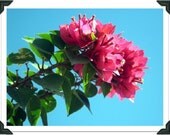 Original fine art photograph - 5x7 inch print - Floral Art