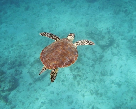 Sea Turtle Photography - In the Blue - Turquoise Ocean Underwater Sea Turtle Photography Print (11x14) - Tropical Water Sea Turtle Photo