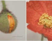 Tangerine Orange Poppy Photography - Birth of A Poppy - Flower Photo Discount Set Two 8x10 Prints - Orange Gray Green Summer Garden Poppies