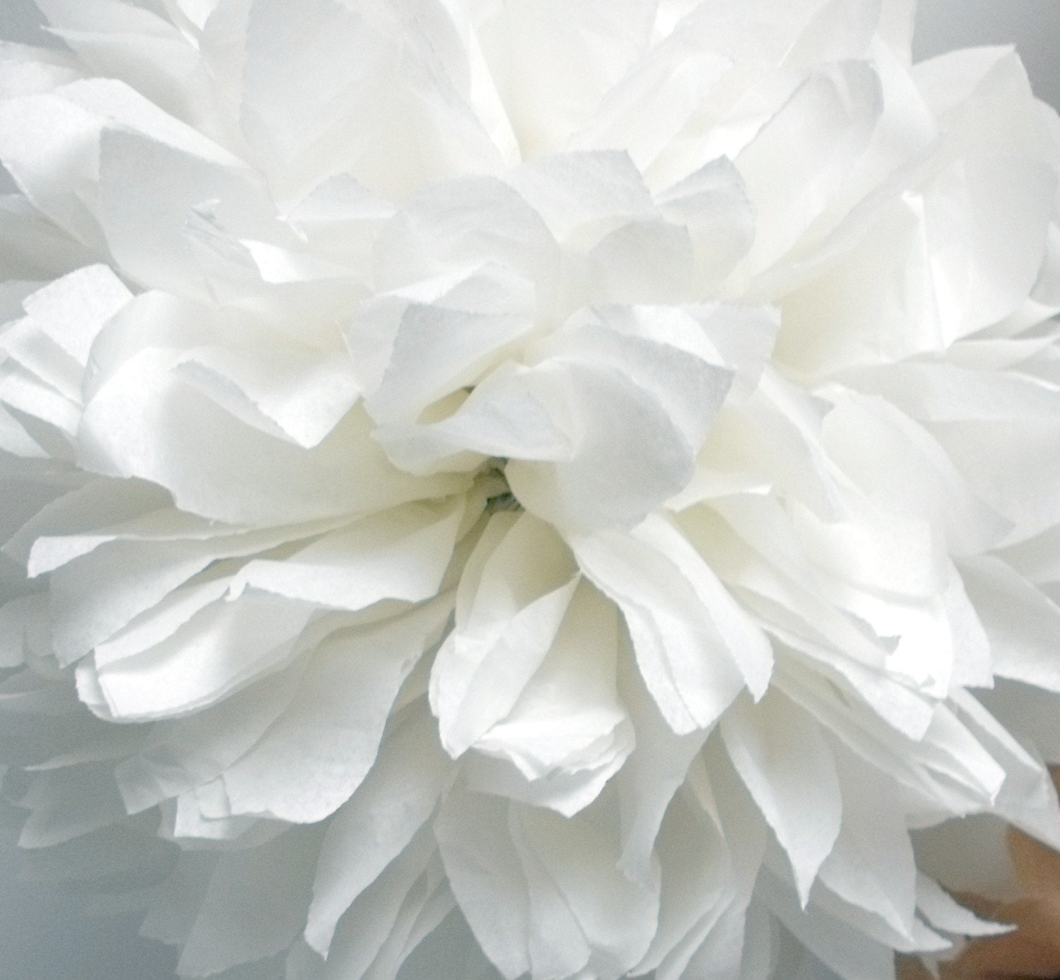 White ... 1 Pom Il_170x135