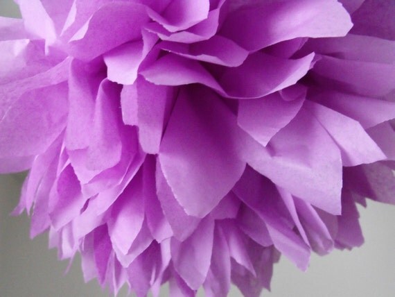 Lilac ... 1 Pom Il_570xn