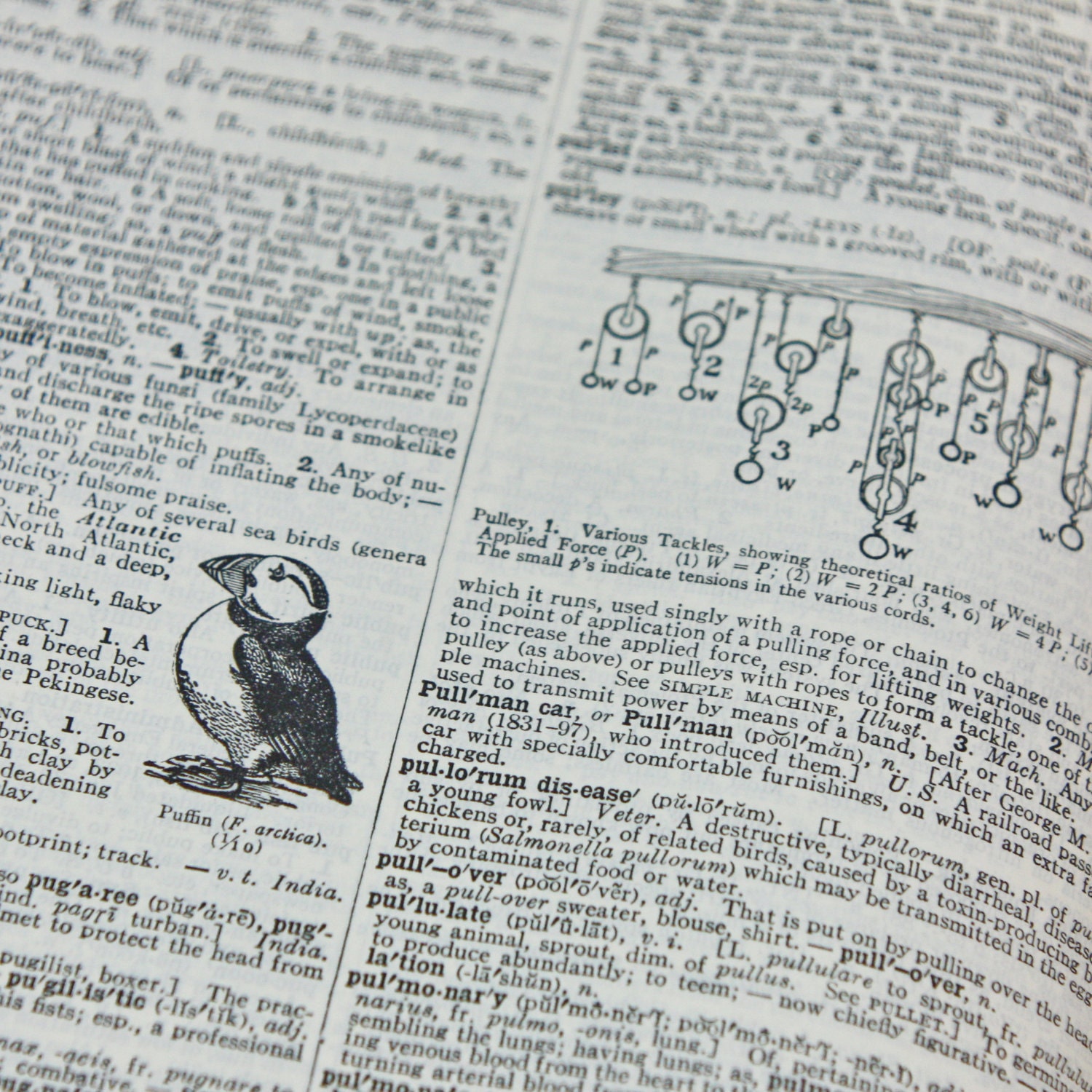 Vintage Ephemera 1956 Webster's Dictionary book pages for scrap booking, collages, altered art