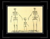 Vintage Skeleton Family Portrait Illustration Oddity Oddities 8x10 Print Halloween Horror Skulls Weird Strange Sale (6)