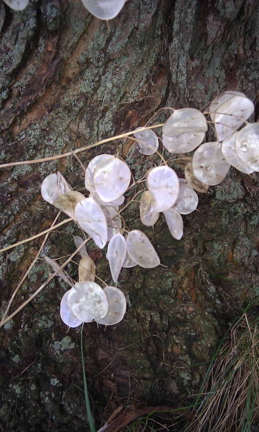 Lunaria, moonwort, money plant, Honesty, silver dollar plant 80 pods with seeds and stems attached.. Organic 2012 Harvest