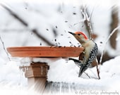 Hang On -  Fine Art Photography - Red-Bellied Woodpecker - 8 x 10  Print -  Winter Ice Snow - Wildlife Bird Nature Photo