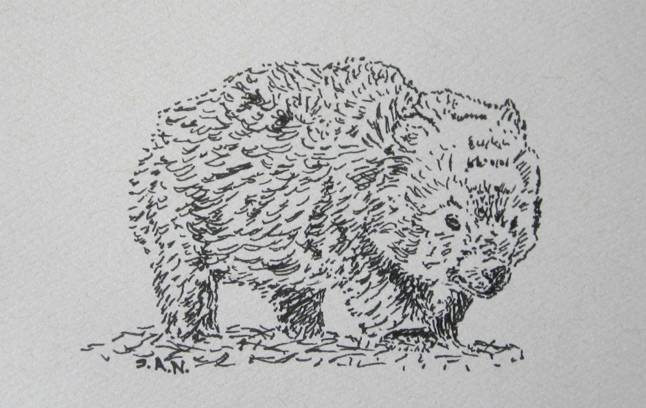 Wombat Drawing