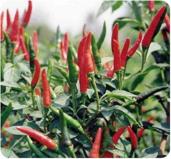 thai bird pepper vagetable and herbs seed 1 g about by thai bird pepper vagetable and herbs seed 1 g about by