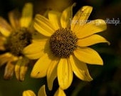 Sun Glow - Wildflower photograph, golden sunflower 10" x 15" signed art print