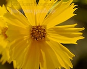 Prairie Gold - Nature photograph 8" x 8" square signed art print, sunshine yellow Coreopsis, botanical