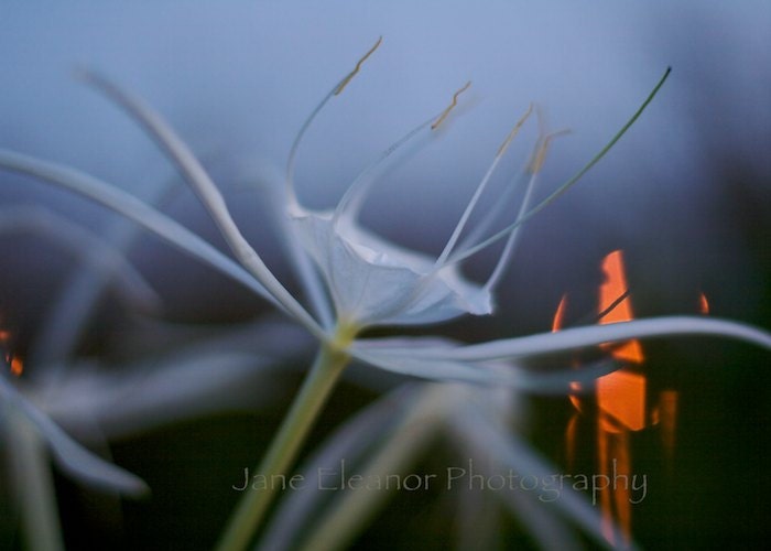 Open Arms - surreal photograph 5" X 7" nature art photo of a Spider Lily at twilight - in stock