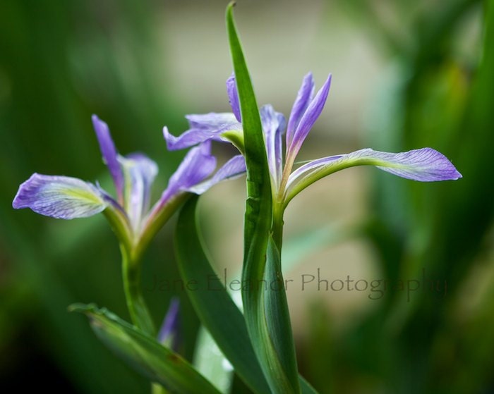 Twin Irises - Fine Art Nature Photograph 8" x 10" soft romantic floral art print