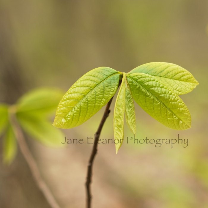 New Beginnings - nature photograph  8" x 8" square art print, new growth, baby tree, green