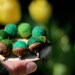 Needle Felted Woodland Moss Acorns Set of 8 / Home Decor Eco Friendly