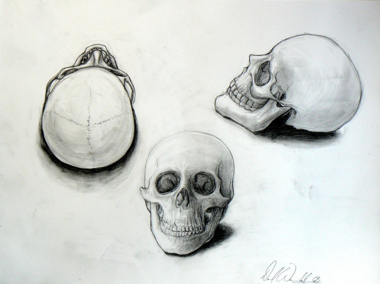 skull pencil drawing