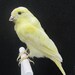 Yellow Canary Real Bird Taxidermy Mount
