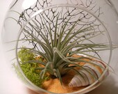 Sunburst Tillandsia Globe