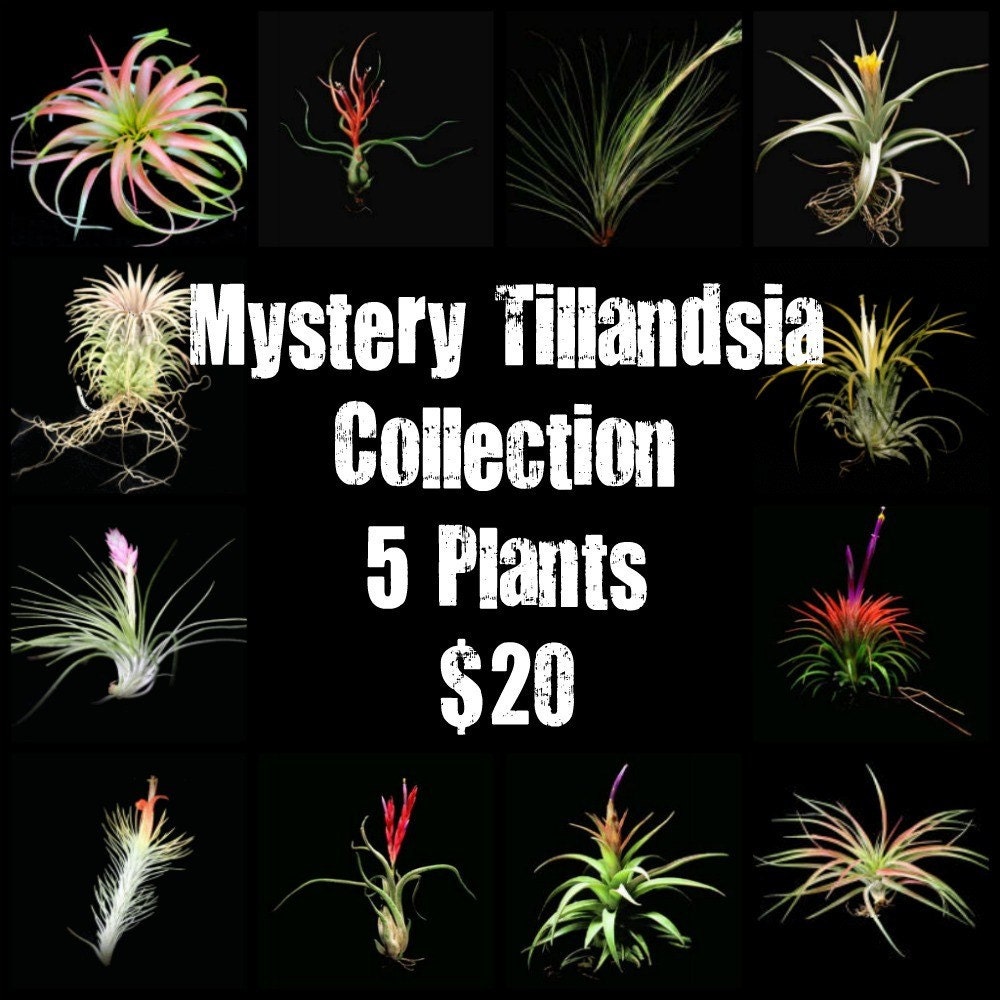 Sale- Mystery/Grab Bag Tillandsia or Air Plant Collection // Home and Garden// Nursery //- 5 plus Plants