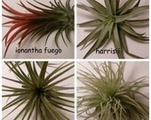 Collection of 4 Tillandsias, Air Plants // Home and Garden // Gifts under 20 // Terrarium