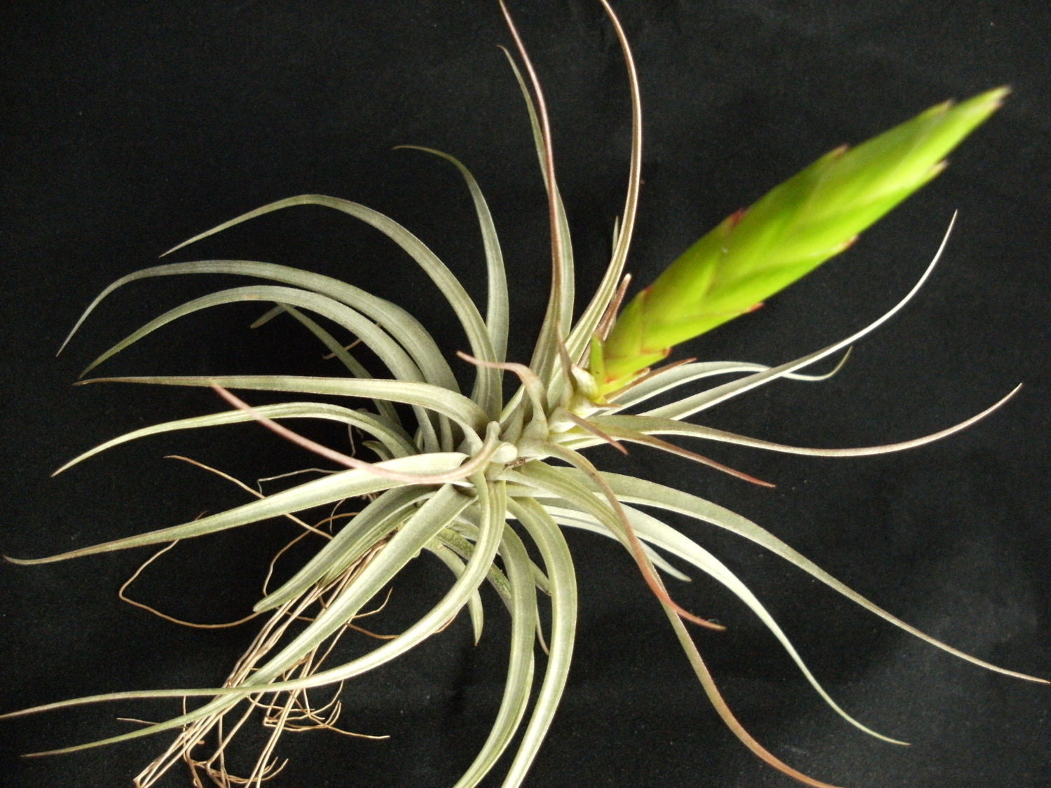 Tillandsia concolor- Air plant