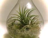Tillandsia Desktop Terrarium // Home and Garden // Gifts Under 20