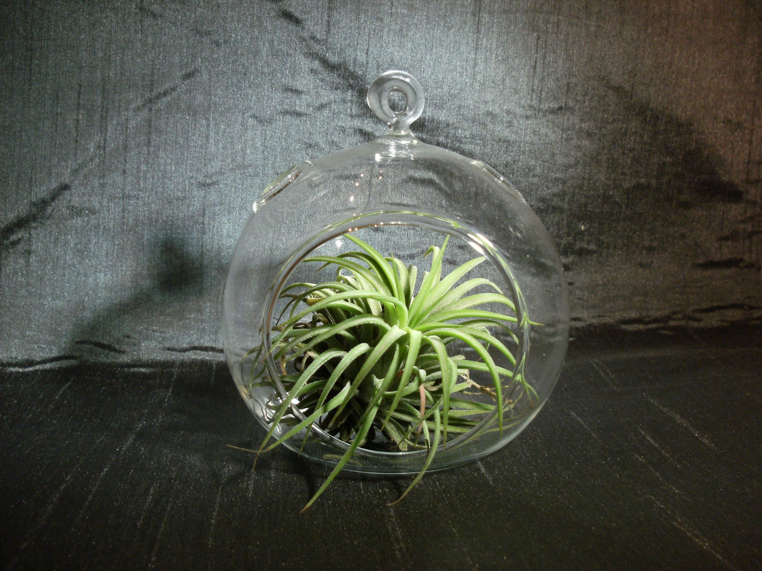 Small Hanging glass terrarium or container with Air plant- Ionantha // Gifts under 10 // Home Decor // Garden and Living