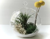 Billy Buttons or Craspedia Tillandsia Globe// Home and Garden// Gifts Under 25