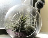 Echinops Tillandsia Globe