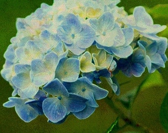 Flower Hydrangea Botanical Nature Blooms - 12 x 12 art print by Dawn Smith