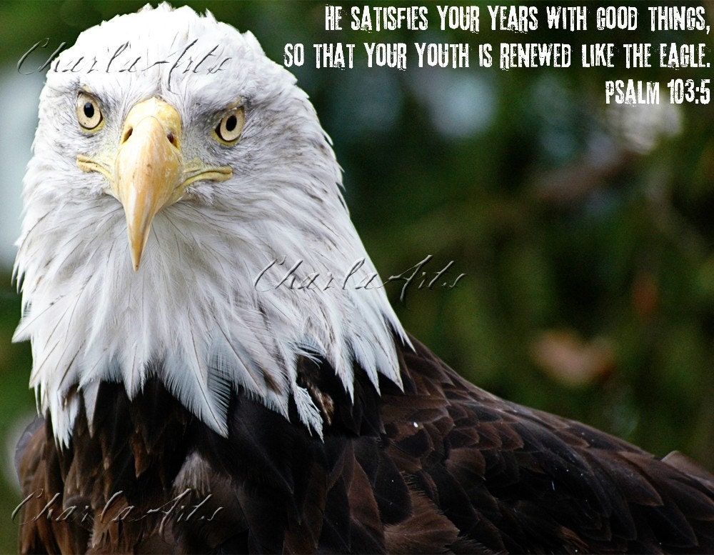 Eagle Poster
