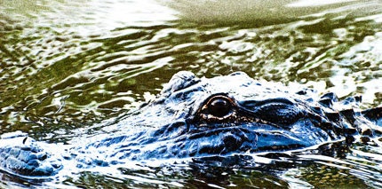 Photograph, Louisiana alligator, Eye on you, 13x19 fine art print