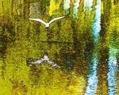 Nature photography, Louisiana swamp, snowy egret, 24x36 metal print, ready to hang
