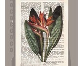 BIRD 0f Paradise- Artwork on a page from vintage Dictionary -Upcycled Book Print