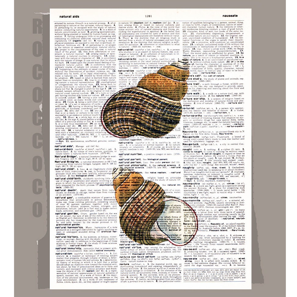 Beautiful SHELL2  -ARTWORK  printed on Repurposed Vintage Dictionary page 8x11 -Upcycled Book Print