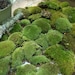 Super Mix Live Moss Bonsai Terrarium Garden Large Order