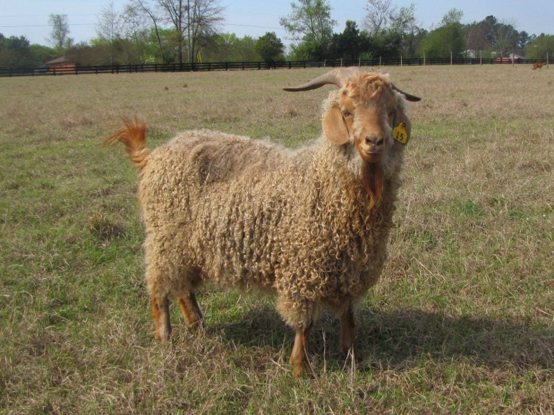 Washed All Natural Organic Angora Goat Mohair Locks in "Honey," blonde, cream